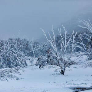 Mt Buffalo Snow Fine Art Card
