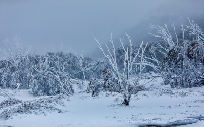 Mt Buffalo Snow Fine Art Card