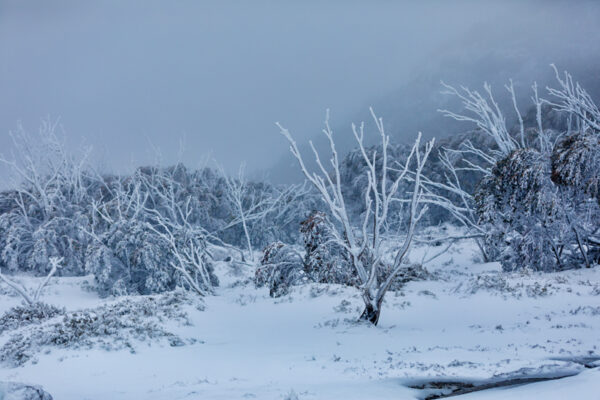 Mt Buffalo Snow Fine Art Card