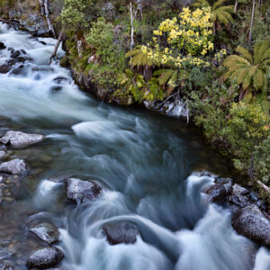 Kiewa East River Fine Art Card