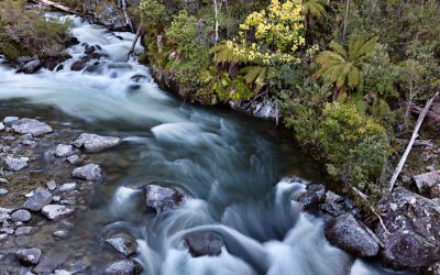 Kiewa East River Fine Art Card