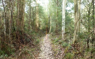 Forest Amble Fine Art Card