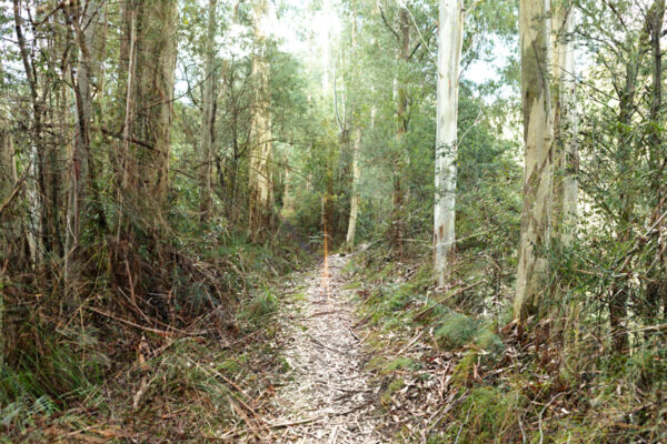 Forest Amble Fine Art Card