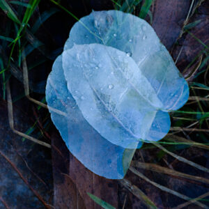 Mountain Gum Leaf Fine Art Card
