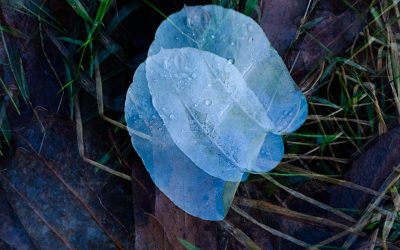 Mountain Gum Leaf Fine Art Card