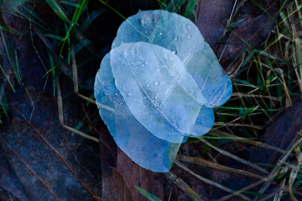 Mountain Gum Leaf Fine Art Card