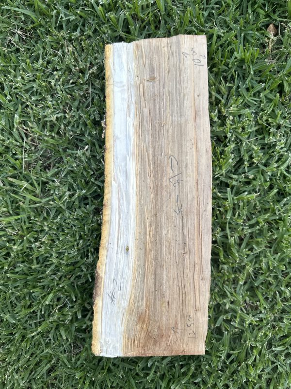 Greenwood Billet- Silver Poplar #2