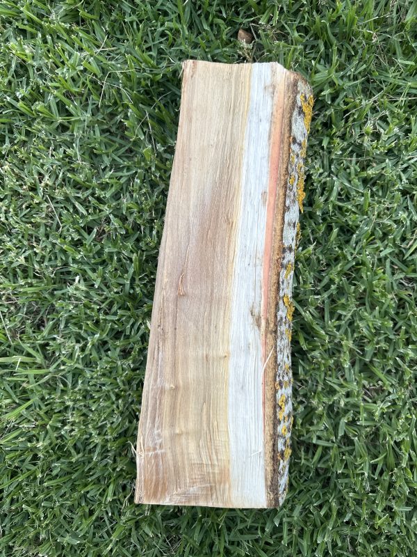Greenwood Billet- Silver Poplar #2 - Image 2