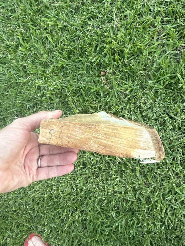 Greenwood Billet- Silver Poplar #2 - Image 3