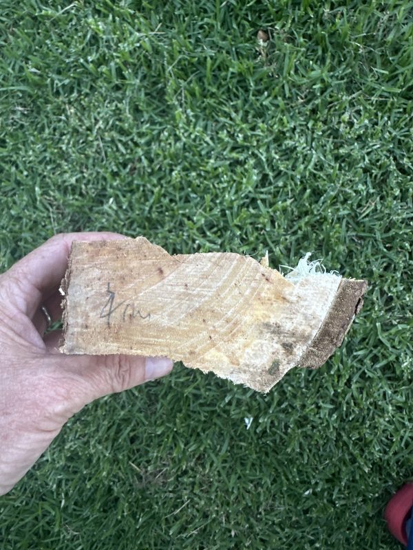 Greenwood Billet- Silver Poplar #2 - Image 4