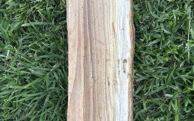 5 Best Woods for Beginner Spoon Carvers in Australia